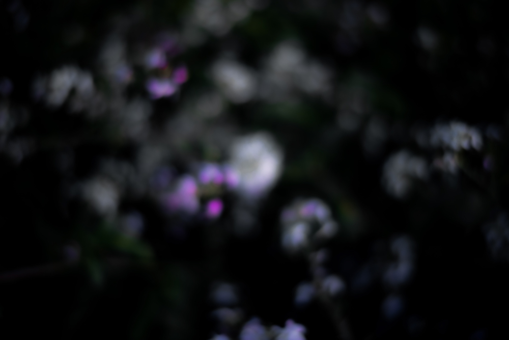 Floral, natural, and textural photography from Mt Hood, Mirror Lake, Lost Lake, Smith Rock State Park, Painted Hills, Blue Pool, Cannon Beach, California.
